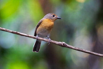 A female hill blue flycatcher with dull brown color , greyish head , grey - brown wings.