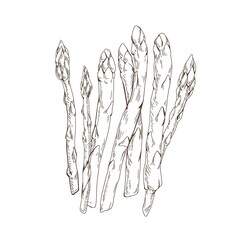 White asparagus sprouts, outlined vintage drawing. Food plant stalks sketch. Sparrow grass engraving in retro style. Contoured sparrowgrass stems composition. Isolated hand-drawn vector illustration