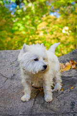 West Highland White Terrier on a stone in a park