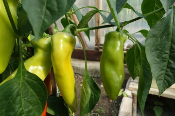 Green pepper on branches with green leaves