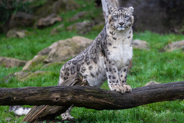 Portrait of a snow leopard in the meadow