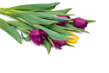 Bunch of fresh purple, yellow tulip flowers close up isolated on white background. Spring holidays concept background.