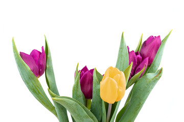 Bunch of fresh purple, yellow tulip flowers close up isolated on white background. Spring holidays concept background.