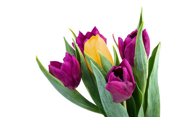 Fototapeta premium Bunch of fresh purple, yellow tulip flowers close up isolated on white background. Spring holidays concept background.