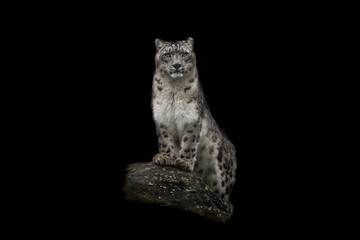 Portrait of a snow leopard with a black background © AB Photography