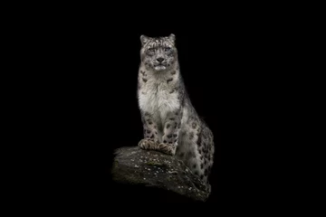 Afwasbaar fotobehang Portrait of a snow leopard with a black background © AB Photography