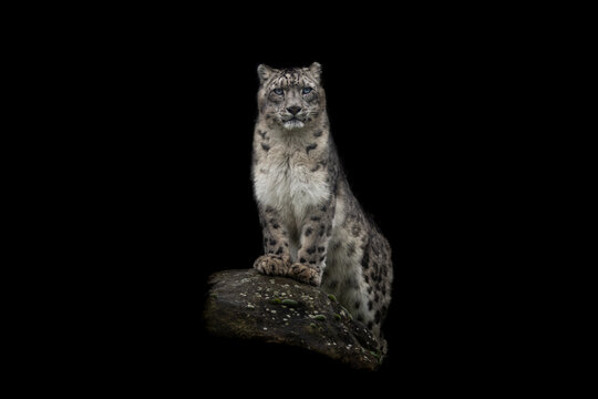 Portrait of a snow leopard with a black background