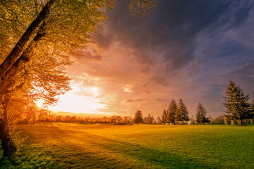 Fototapeta na wymiar Bright sunset, forest edge and green meadow.