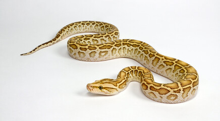 Dunkler Tigerpython // Burmese python, Indian rock python (Python bivittatus) - colour morph 