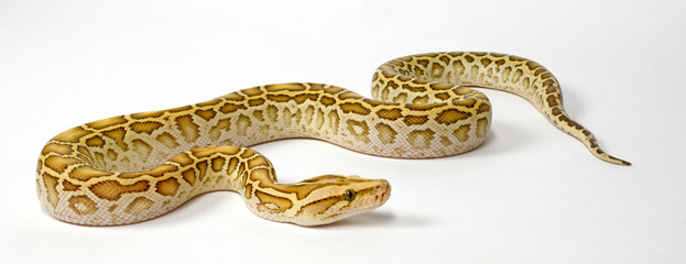 Dunkler Tigerpython // Burmese python, Indian rock python (Python bivittatus) - colour morph "Hypo"