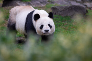 Fototapeta na wymiar Portrait of a panda in the meadow