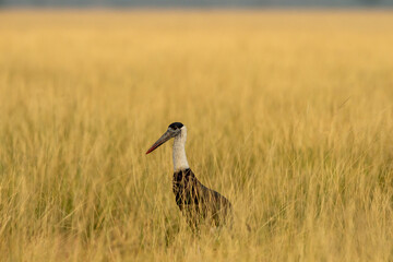 woolly necked stork or whitenecked stork bird closup or portrait in natural scenic grassland of tal chhapar sanctuary rajasthan india - Ciconia episcopus