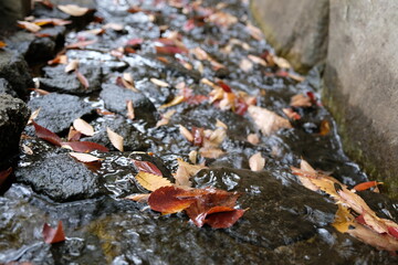 水にぬれた落ち葉。