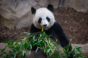Obraz na płótnie Canvas Panda eating bamboo in the forest