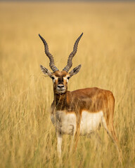 wild male blackbuck or antilope cervicapra or indian antelope with long horn head on portrait or closeup in grassland of velavadar national park gujrat india