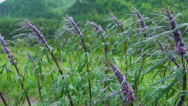 Sibirean motherwort (probably Leonurus quinquelobatus), weeds, wastelands in Altai Territory, mountain meadow. Famous medicinal plant as cardiac remedy (cardiac motherwort)
