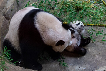 A baby panda plays with its mother