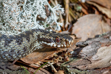 The head of a snake viper