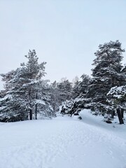 snow covered trees