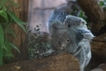 A baby koala and its mother walk in a tree