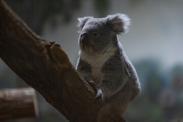 A koala sleeping in the tree