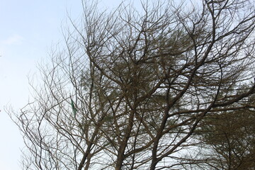 Fototapeta na wymiar branches against sky