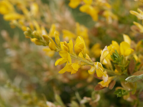 Genêt à balais 'Golden Sunlight' ou cytisus scoparius à floraison éclatante jaune or au sommet de tiges
