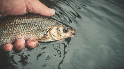 The fish of the dace is caught on the fly. Fly fishing.