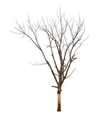 Isolated tree with no leaves or dead tree on white background