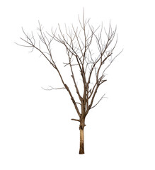 Obraz premium Isolated tree with no leaves or dead tree on white background