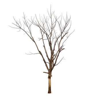 Isolated tree with no leaves or dead tree on white background