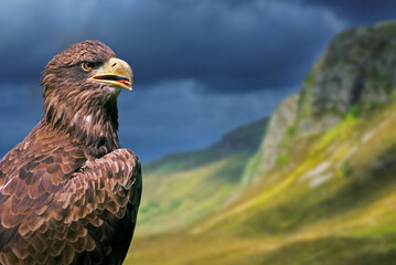 Golden eagle (Aquila chrysaetos) close-up portrait in the Scottish Highlands, Scotland