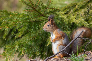 Squirrel female