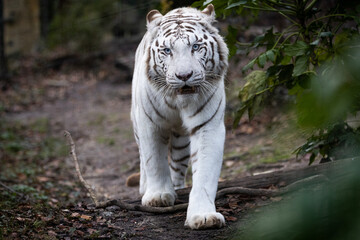Portrait of a withe tiger in the forest
