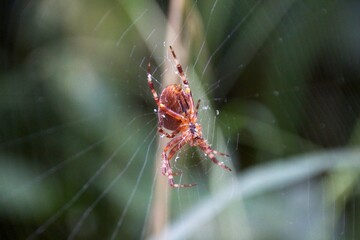 spider on a web