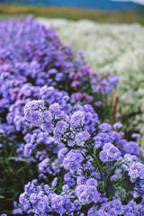 Close-up purple pink and manure Margaret flowers in natural 