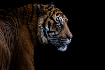 Fototapeta na wymiar Portrait of a tiger with a black backgroung