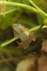 Grenouille face ventrale