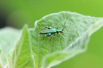 Oedemera nobilis sur une feuille