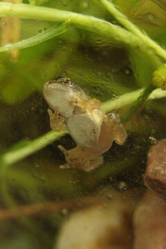 Grenouille face ventrale