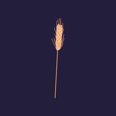 Wheat spikelet with grains, ear and stem. Agriculture cereal crop with seeds and bristle. Autumn stalk with kernels and spikes. Isolated botanical flat vector illustration