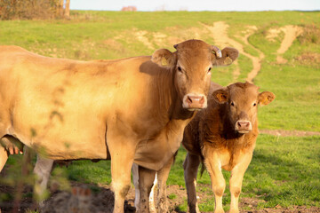 Une vache et son veau dans un pré