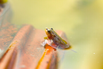 Grenouille sur tuile