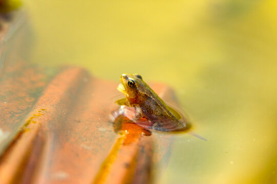 Grenouille bouche ouverte, &agrave; moiti&eacute; dans l'eau