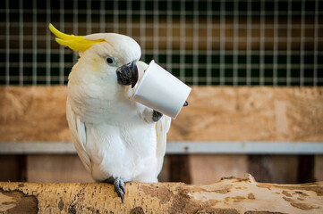 The yellow-crested cockatoo eating grain from a paper cup © reuerendo