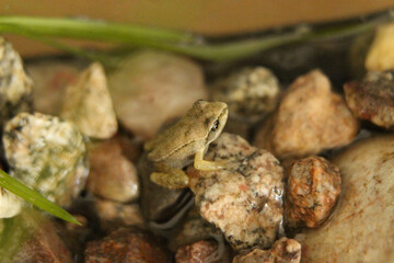 Naklejka premium Petite grenouille sur des pierres