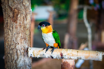 Black-headed parrot sitting on a perch