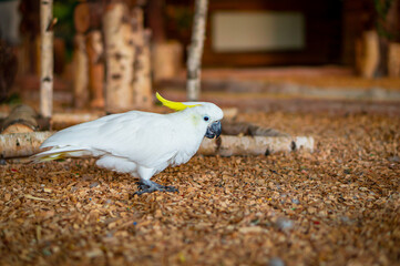The yellow-crested cockatoo eating grain