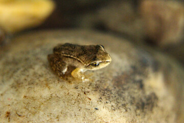 Grenouille sur son rocher