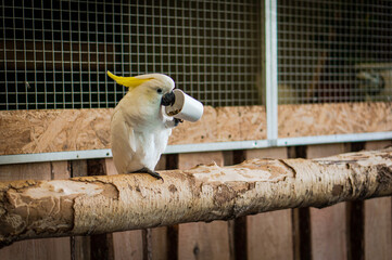 The yellow-crested cockatoo eating grain from a paper cup